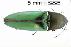 Foto (Dorsalansicht) von Drapetes mordelloides (NHMW-ZOO-COL-0009895)